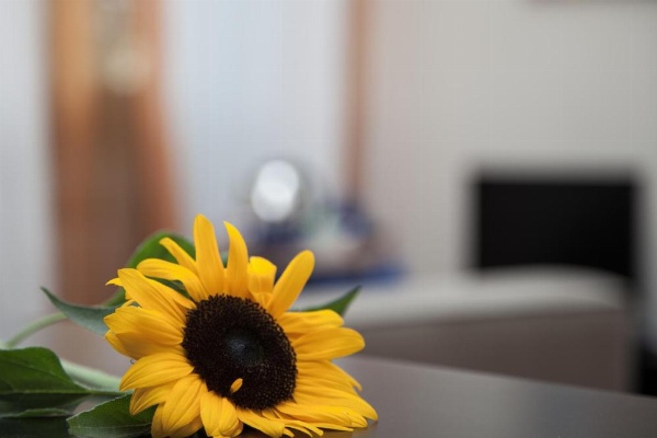 Santa Croce image 10